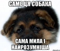 Саме ця собака сама мила і найрозумніша
