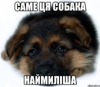 Саме ця собака наймиліша
