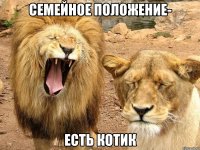 семейное положение- есть котик
