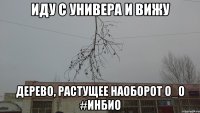 Иду с универа и вижу Дерево, растущее наоборот О_О #ИнБИО