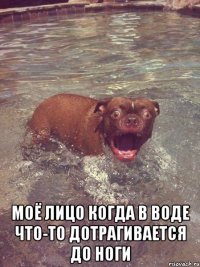  Моё лицо когда в воде что-то дотрагивается до ноги