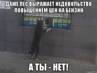 Даже пес выражает недовольство повышением цен на бензин А ты - нет!