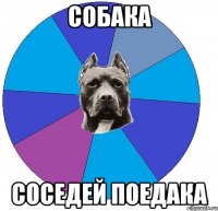 собака соседей поедака