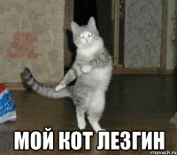  мой кот лезгин