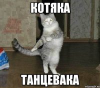 котяка танцевака