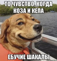 то чувство, когда коза и кепа ебучие шакалы