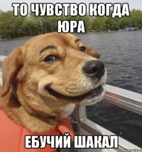 то чувство когда Юра ебучий шакал