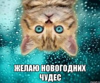  желаю новогодних чудес