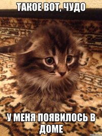 такое вот, чудо у меня появилось в доме