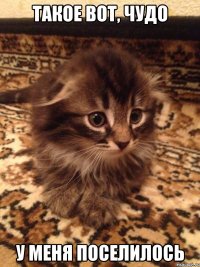 такое вот, чудо у меня поселилось