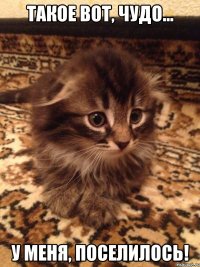 такое вот, чудо... у меня, поселилось!