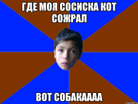 где моя сосиска кот сожрал вот собакаааа