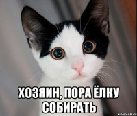  хозяин, пора ёлку собирать
