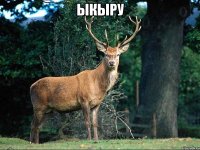 ыкыру 