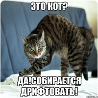 это кот? да!собирается дрифтовать!