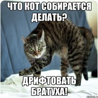 что кот собирается делать? Дрифтовать братуха!