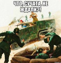 что, сучата, не ждали?! 