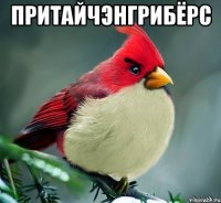притайчэнгрибёрс 
