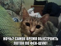  Ночь? Самое время обустроить лоток по фен-шую!