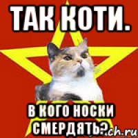 ТАК КОТИ. В КОГО НОСКИ СМЕРДЯТЬ?