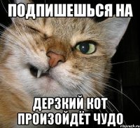 Подпишешься на Дерзкий кот Произойдёт чудо