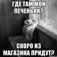 Где там мои печеньки? Скоро из магазина придут?