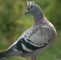 Co? 