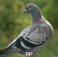  Co?