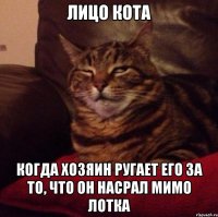 Лицо кота Когда хозяин ругает его за то, что он насрал мимо лотка