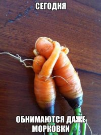 Сегодня Обнимаются даже морковки