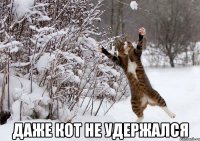  даже кот не удержался
