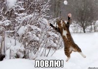  ловлю!