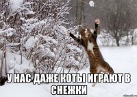  у нас даже коты играют в снежки
