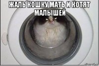 жаль кошку мать и котят малышей 