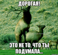 Дорогая! Это не то, что ты подумала...