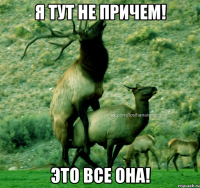 я тут не причем! это все она!