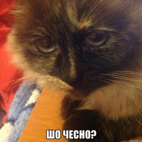  шо чесно?