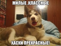 Милые ,классные хаски прекрасные!