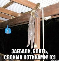  заебали, блять, своими котиками! (с)