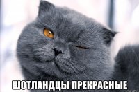  шотландцы прекрасные