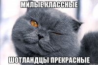 милые классные шотландцы прекрасные