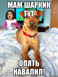 мам шаркик тут опять навалил!