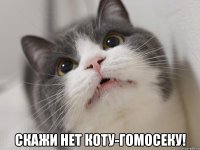  скажи нет коту-гомосеку!