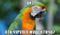 циэ ати чурулеп мушен гичк?