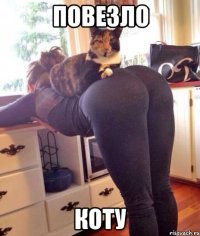 повезло коту