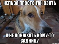 нельзя просто так взять и не понюхать кому-то задницу