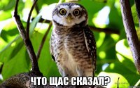  что щас сказал?