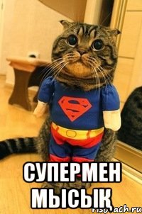  супермен мысық
