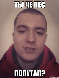 Ты че пес Попутал?