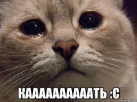  Каааааааааать :с